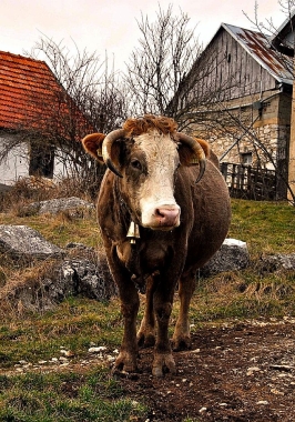 Le mucche a Srebrenica
